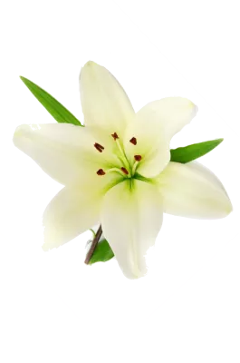 ЛИЛИЯ