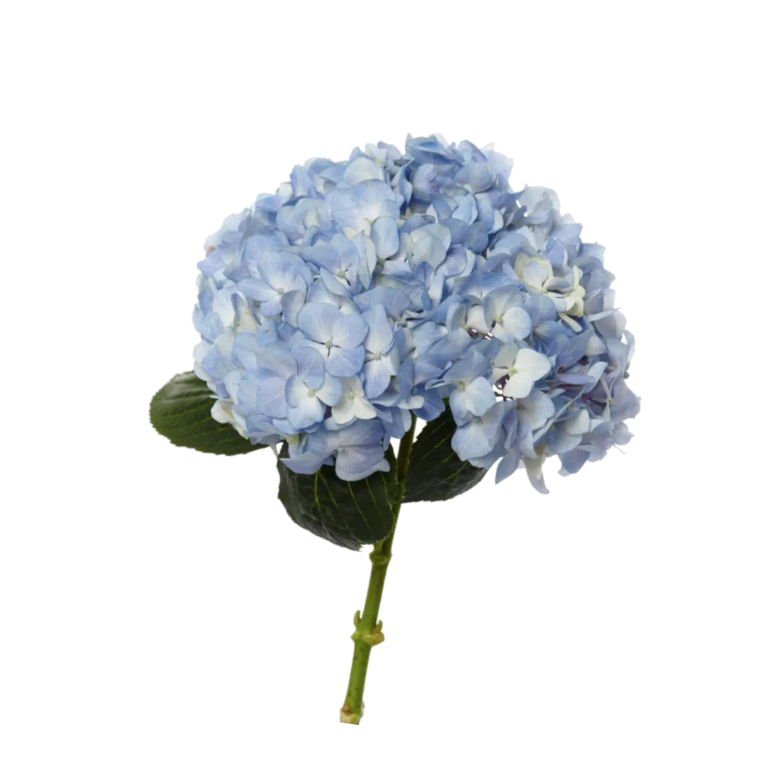 ГОРТЕНЗИЯ